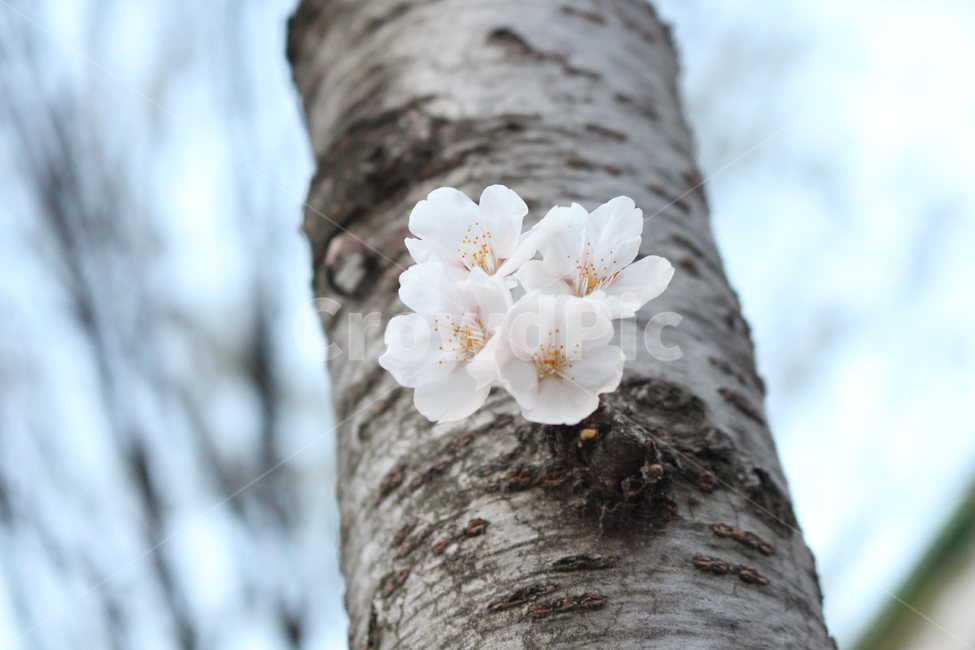 leaf,잎,plant,식물,봄,꽃,봄꽃,spring,springflower,벚꽃,벚꽃나무,꽃나무,flowertree,tree,flower,cherryblossoms