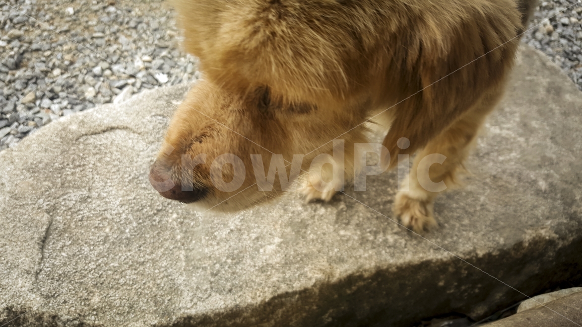 강아지,개,누렁이,동물,애완동물,더위,코,mammals,dog,동물,animal,포유류,mammal,개,강아지,dog,doggy