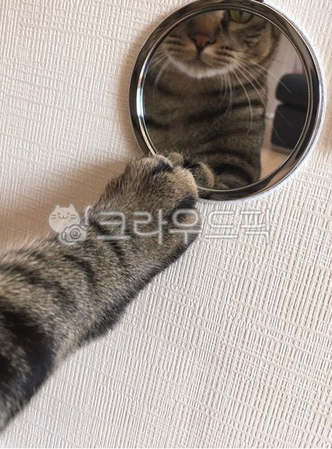 Mirror cat,mirror,cat looking in the mirror,mirror cat,cotton bat,cat,hand bat,mirrorcat