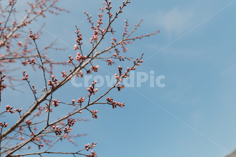 매화,꽃,홍매화,청매화,매실꽃,매화나무,봄,봄,계절,spring,season,식물,자연,plants,nature,꽃,flower,plant,blossom