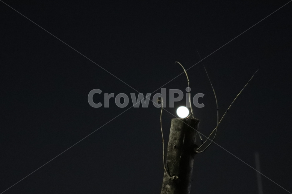 나무,달,밤,보름달,잘린나무,야경,밤,풍경,nightscape,night,landscape,light,빛