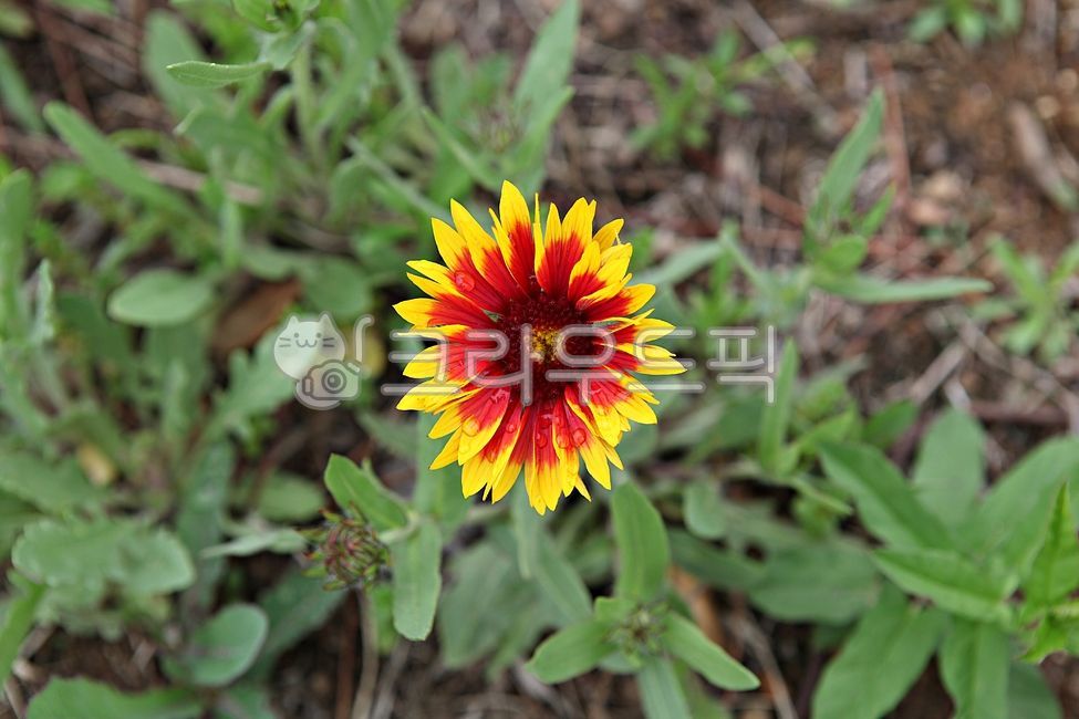 봄꽃,꽃,꽃잎,잎,개화,식물,자연,공원