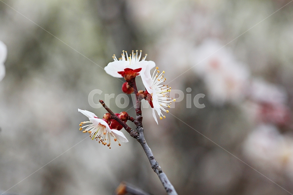 살구꽃,꽃,살구나무,자연,배경,봄,계절,spring,season,식물,자연,plants,nature,꽃,flower,plant