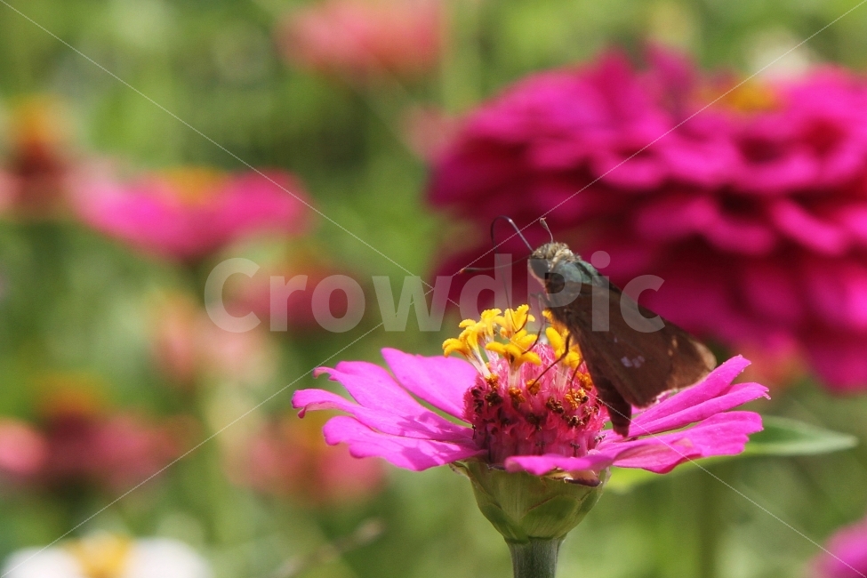 꽃,백일홍꽃,식물,자연,감성사진,나비,식물,자연,plants,nature,꽃,flower,동물,animal,곤충,벌레,insect,bug