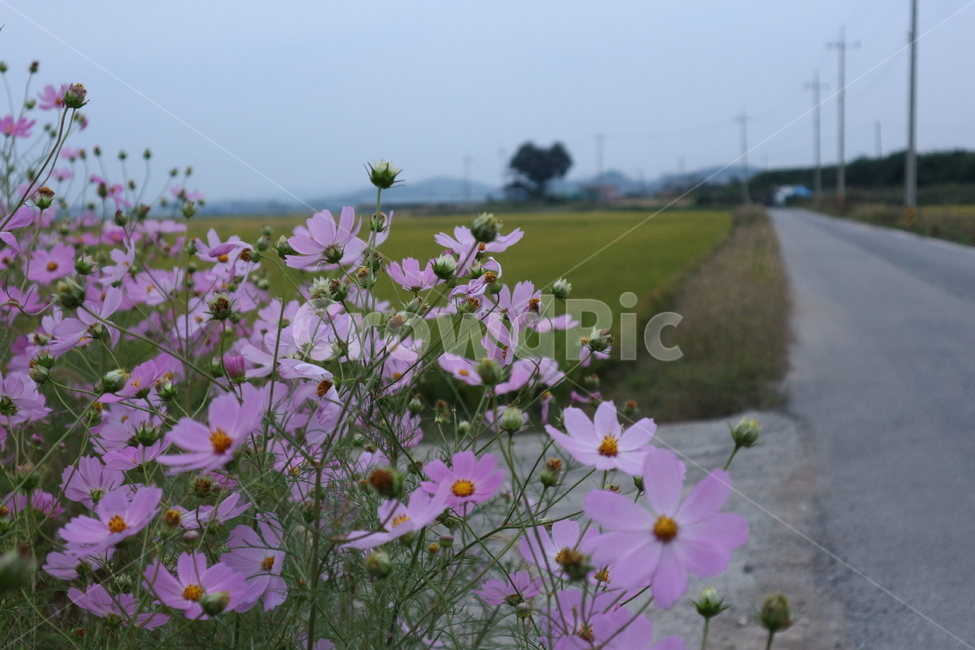 코스모스,한적한거리,어스름,시골,시골길,산책,산책길,으스름,몽환적,몽환적인,분위기,가을,하늘,구름,들판,자연,길,로드,직진,논,밭,꽃,풀,풍경,경치,쓸쓸한,쓸쓸한풍경,배경,백그라운드,한적한길,한적한,cosmos,flower,flowers,walk,countryroad,country,road,twilight,nature,fall,ricefield,field,lonesome,scenery,atmosphere,view,background,sky,cloud,straight