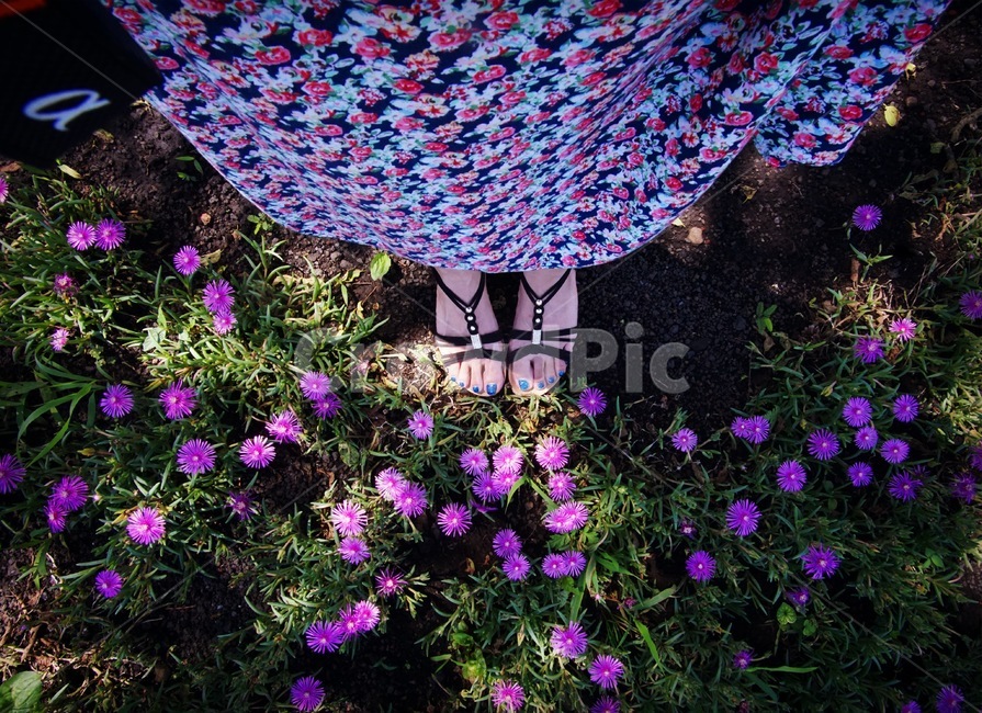 꽃,발,채송화,송엽국,flower,식물,자연,plants,nature,꽃,flower,사람,인물,인간,human,person,신체일부,몸,body,여성,여자,woman,female,lady