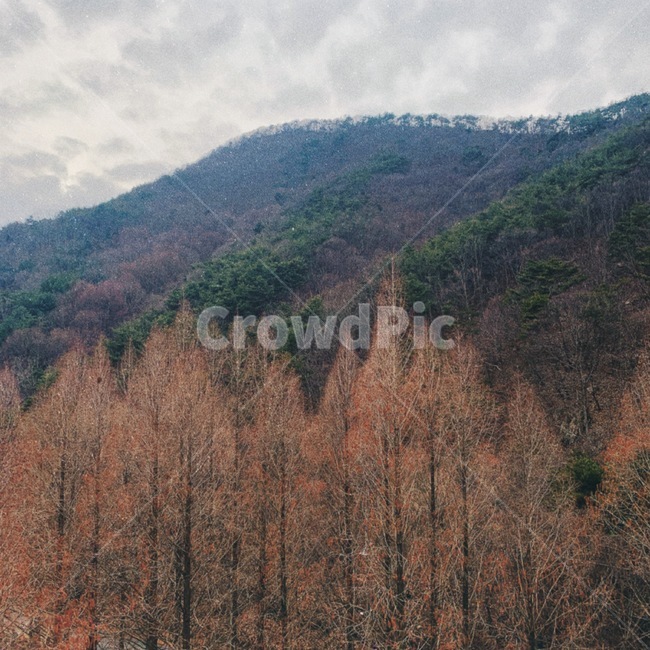 자연,힐링,나무,밤,겨울,자연,풍경,nature,landscape,tree,plant,식물,conifer,구과 식물