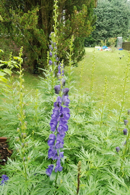 야생화,꽃,식물,잡초,보라색꽃,식물,자연,plants,nature,꽃,flower