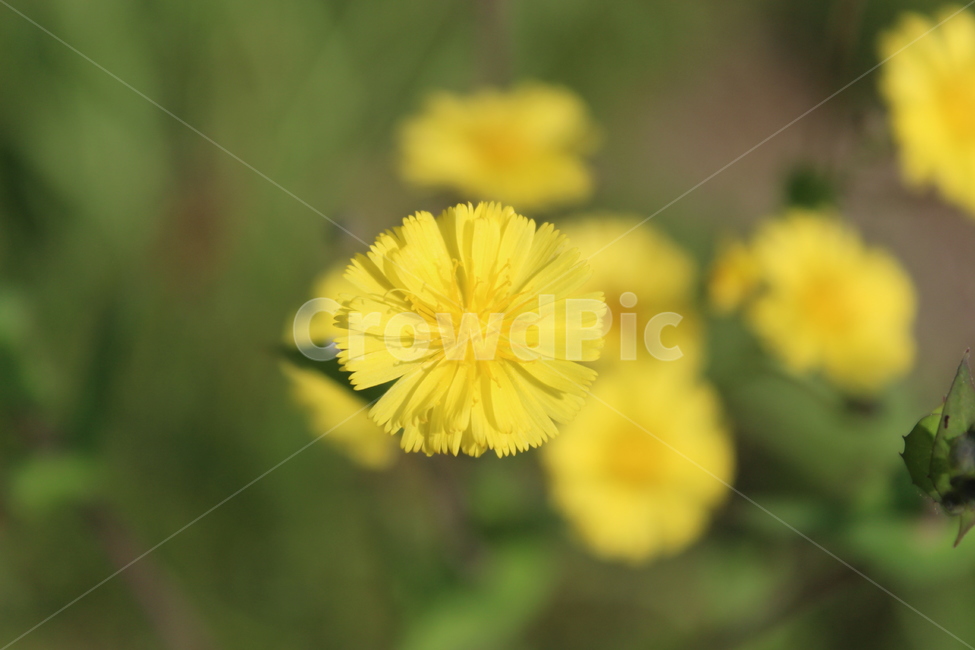 야생화,들꽃,들에핀꽃,야생에핀꽃,작은꽃,근접촬영,식물,자연,plants,nature,꽃,flower