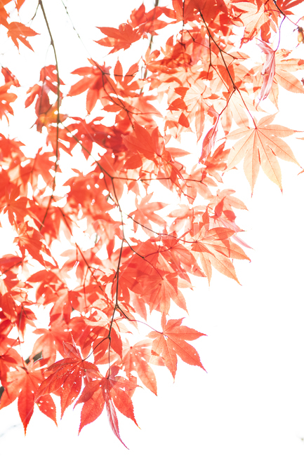 단풍,낙엽,단풍잎,붉은잎,붉은잎사귀,가을,단풍나무,가을,계절,fall,autumn,season,leaf,잎,plant,식물,tree,나무,maple