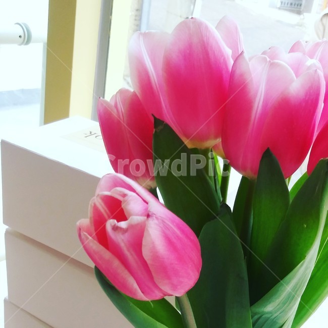 꽃,튤립,핑크,초록,flower
