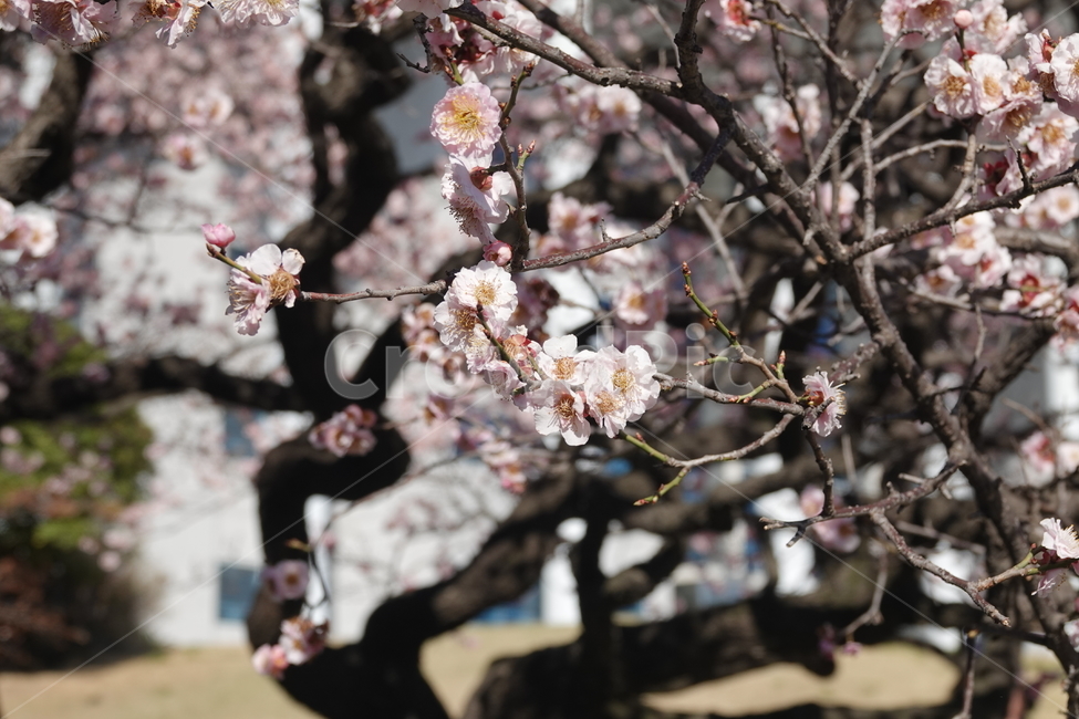 식물,꽃,벚꽃,봄,plkant,blossom,flower,cherryblossom,봄,계절,spring,season,식물,자연,plants,nature,꽃,flower