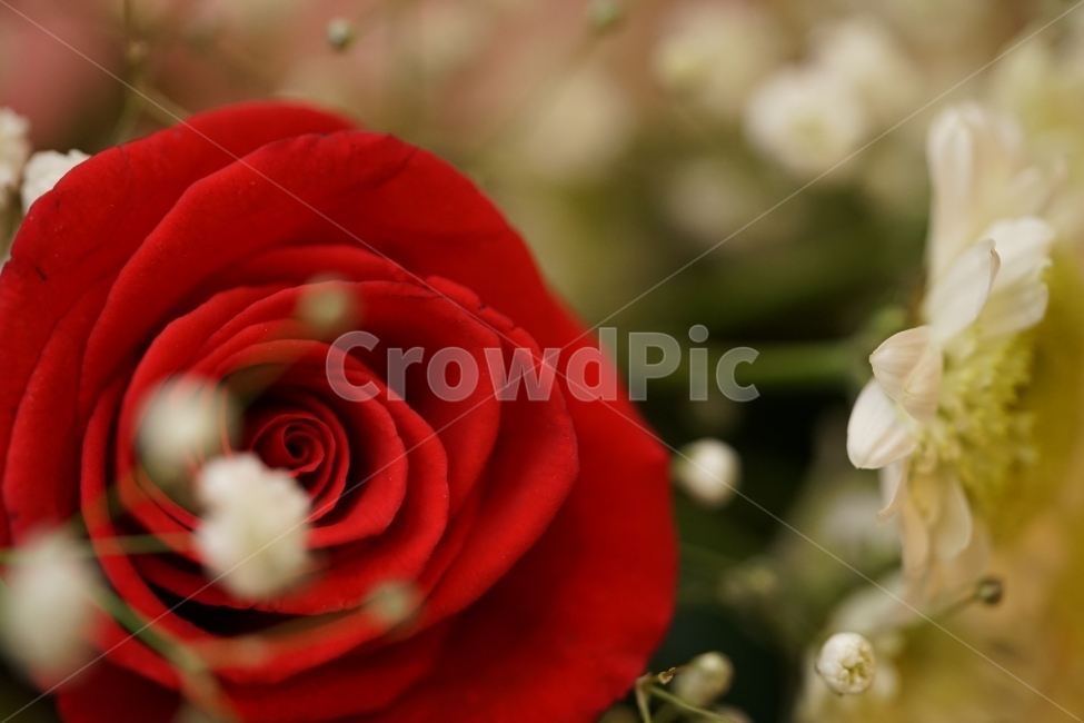 장미,꽃,플라워,flower,꽃다발,감성,감성샷,식물,생명,아름다움,뷰티,미,원색,색감,화려함,선물,감성사진,접사,느낌,감각,레드,식물,자연,plants,nature,꽃,flower,감성,sensible,feeling