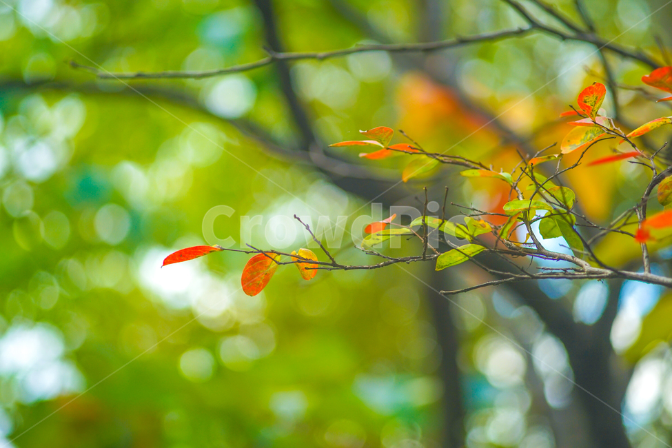 가을,단풍,숲속,나무,식물,공원,자연,나뭇잎,가을,계절,fall,autumn,season,leaf,잎,plant