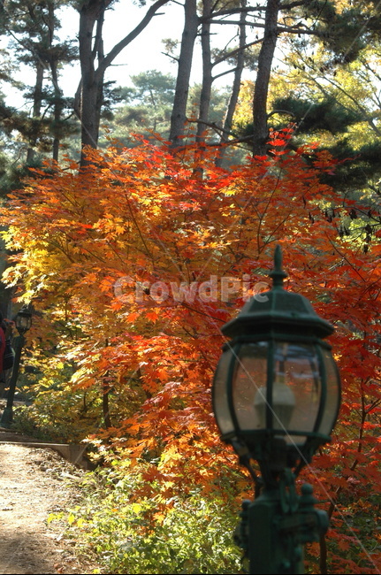 단풍,가을,가로등,계절,물들다,가을,계절,fall,autumn,season,plant,식물,leaf,잎,tree,나무,maple