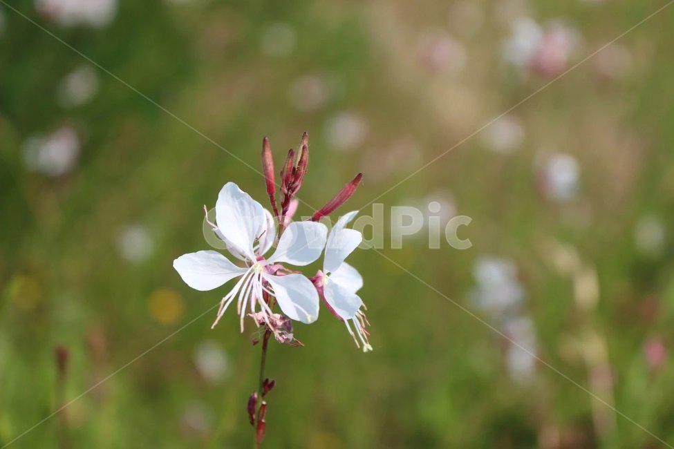꽃,여름,봄,하얀꽃,꽃잎,flower,petal,봄,계절,spring,season,식물,자연,plants,nature,꽃,flower,plant