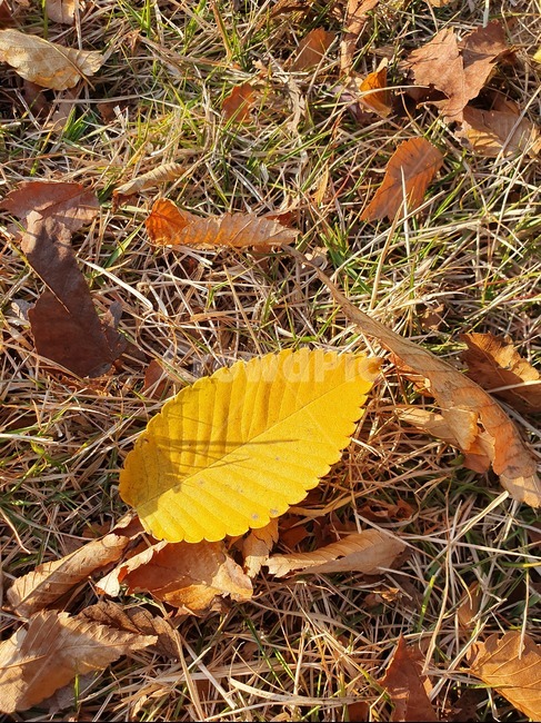 낙엽,단풍,가을,잎,leaf,plant,나뭇잎,가을,계절,fall,autumn,season