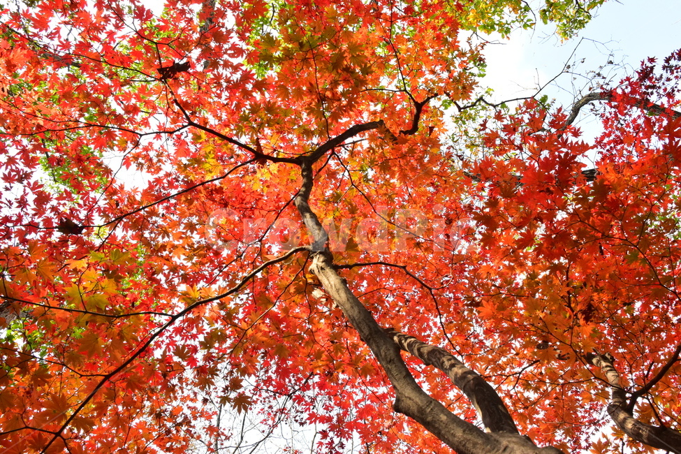 가을,단풍,자연,풍경,북한산,잎,단풍잎,붉은,나무,계절,계곡,숲,힐링,plant,fall,autumn,season,forestnature,landscape,한국자연풍경,한국자연경관,korea,tree,maple,leaf,가을,계절,fall,autumn,season,자연,풍경,nature,landscape,식물,plants,나무,trees,wood