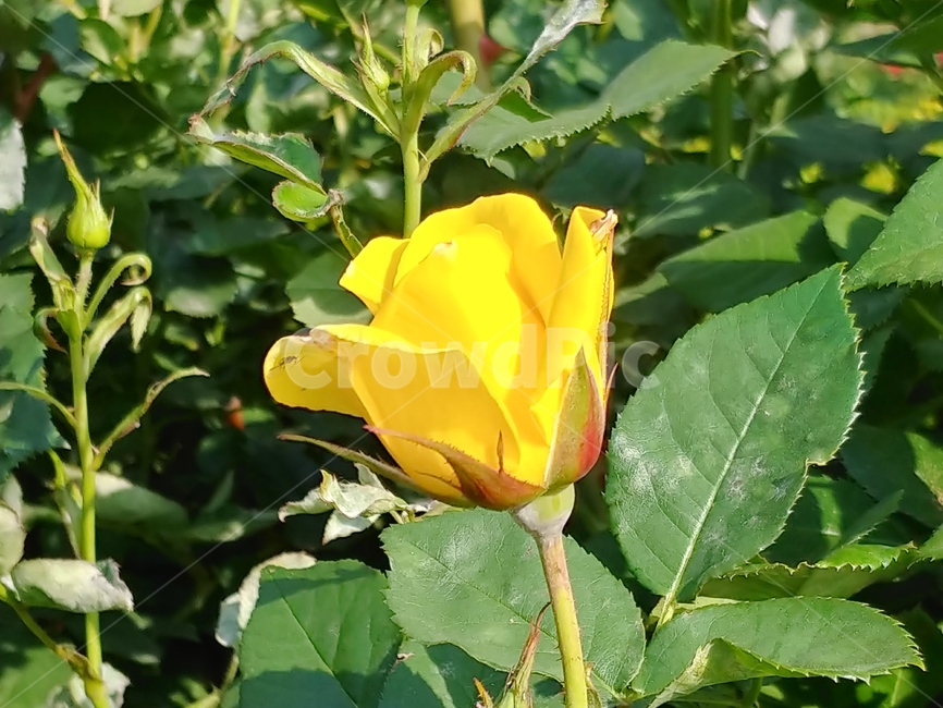 장미,봄꽃,식물,꽃,노랑장미,식물,자연,plants,nature,꽃,flower