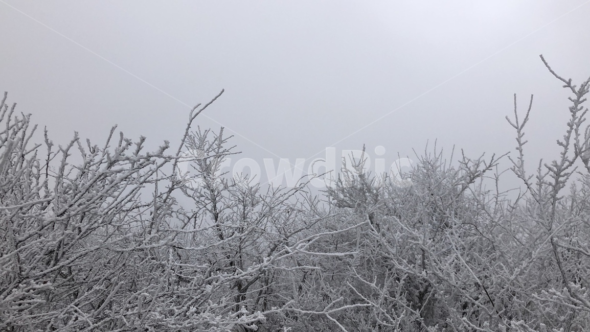 눈꽃,snowonthebranches,겨울,winter,겨울나무,설경,나무,겨울,계절,winter,season,자연,풍경,nature,landscape,outdoors,옥외