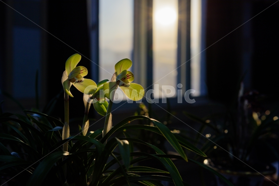 춘란,춘난,꽃,봄꽃,한국춘난,식물,난,식물,자연,plants,nature,꽃,flower,실내용화초,화분,화초,house plant
