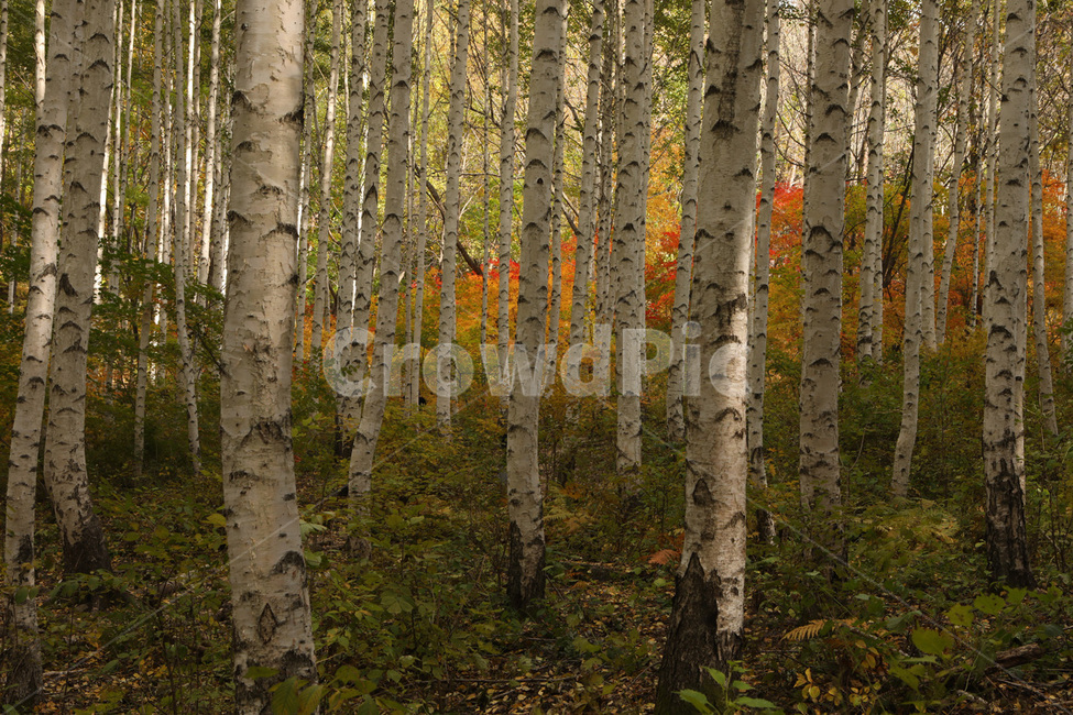 단풍,산,나무,경치,자연,가을,계절,fall,autumn,season,자연,풍경,nature,landscape,식물,plants,tree,plant