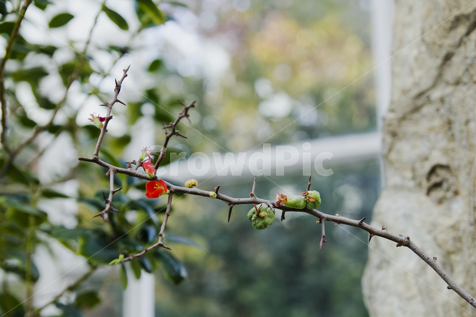 꽃,실내,나무,가시,겨울,식물,자연,plants,nature