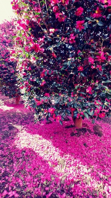 flower,꽃,동백꽃,겨울꽃,위미리동백군락지,제주도,jeju,pink,camellia,식물,자연,plants,nature,꽃,flower,나무,trees,wood