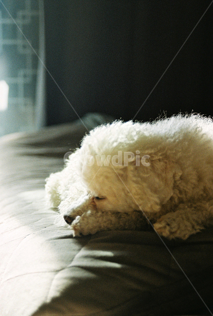 강아지,필름사진,낮잠,낮,반려견,개,푸들,토이푸들,white,dog
