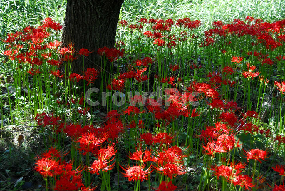 plant,식물,blossom,flower,꽃,geranium,제라늄,상사화,꽃무릅