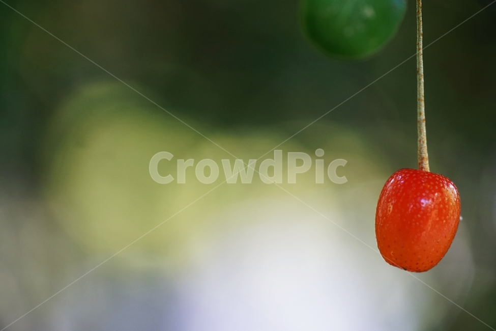 보리수열매,보리수나무,보리수,토종나무,빨강열매,열매,과일,열매,fruit