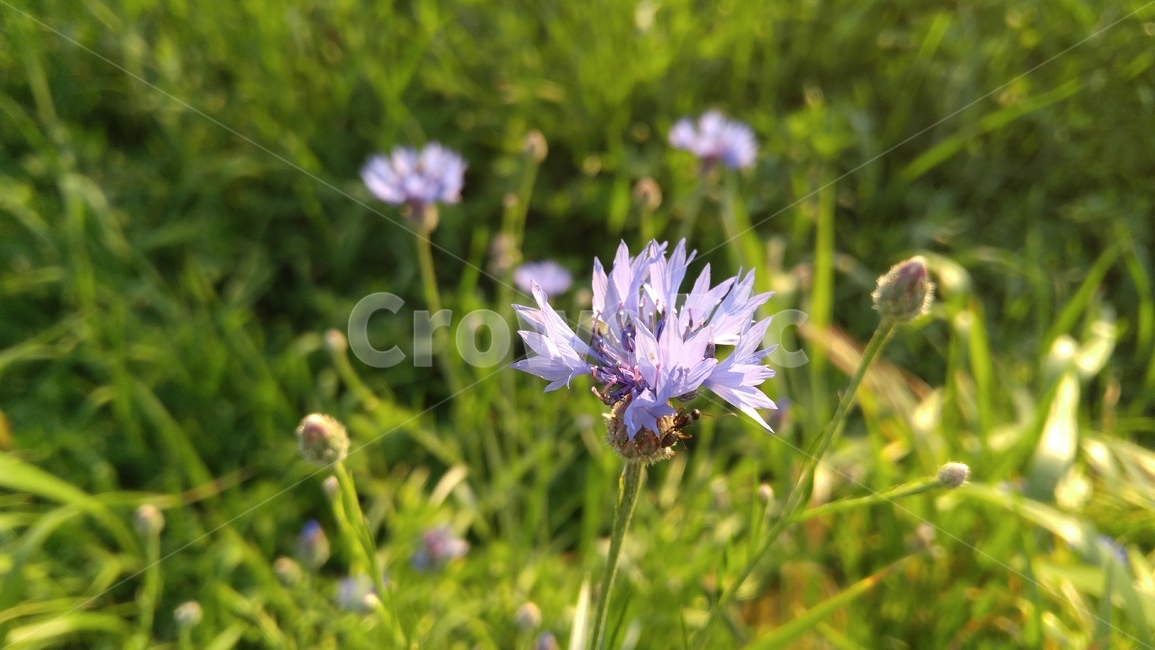수레국화,국화,꽃,자주색,식물,녹색,배경,감성,계절,flower,purple,flant,green,background,emotional,season,outdoor