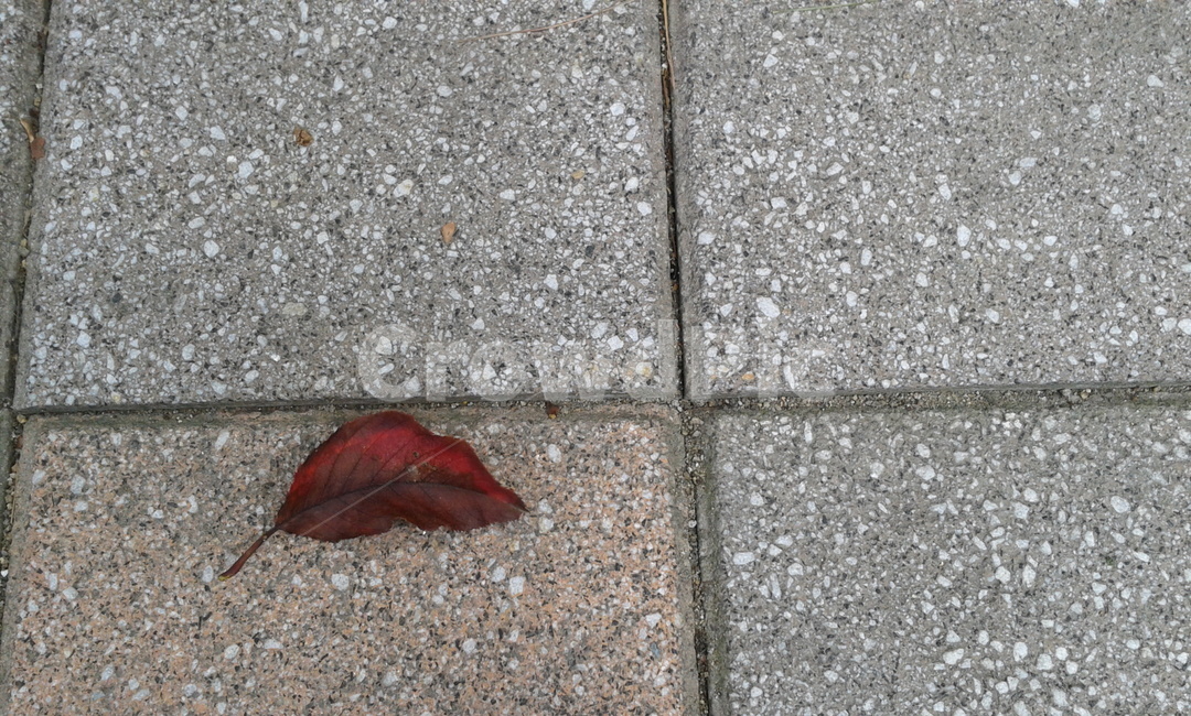 leaf,잎,plant,식물,낙엽,가을,계절,fall,autumn,season