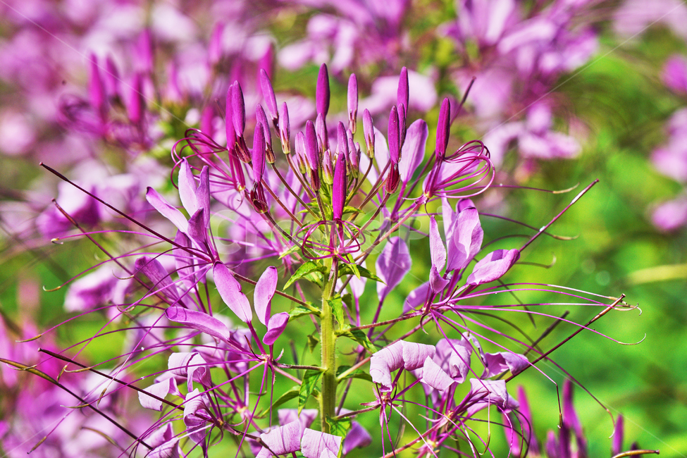 꽃,자연,식물,감성사진,여름,분홍,식물,자연,plants,nature,꽃,flower