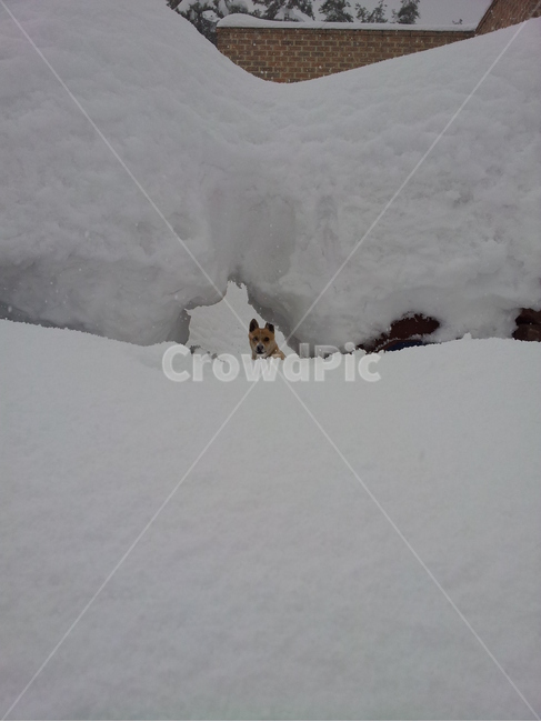 폭설,대설,눈,강아지,겨울,자연,nature,outdoors,겨울,계절,winter,season