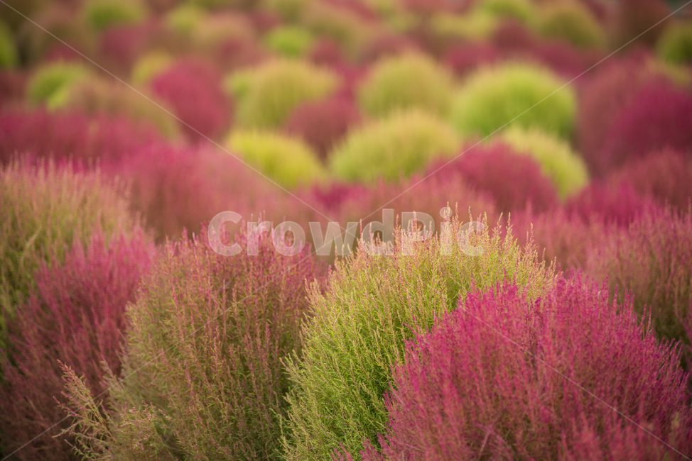 자연,식물,풍경,꽃,꽃밭,flower,풀밭,식물,자연,plants,nature