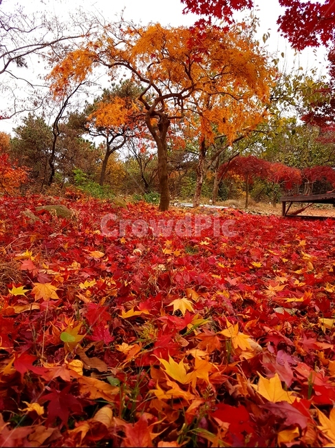 단풍,가을,풍경,빨강,맑음,자연,가을,계절,fall,autumn,season,식물,자연,plants,nature,leaf,잎,plant,tree,나무,maple