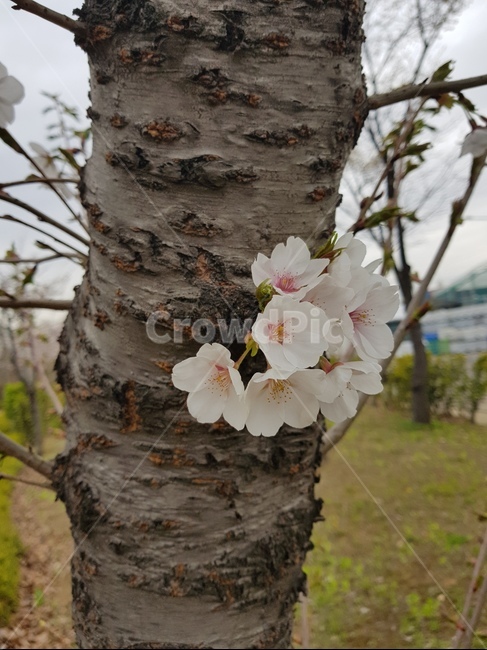 꽃,벚꽃,나무,봄,하늘,봄,계절,spring,season,식물,자연,plants,nature,꽃,flower,plant,tree