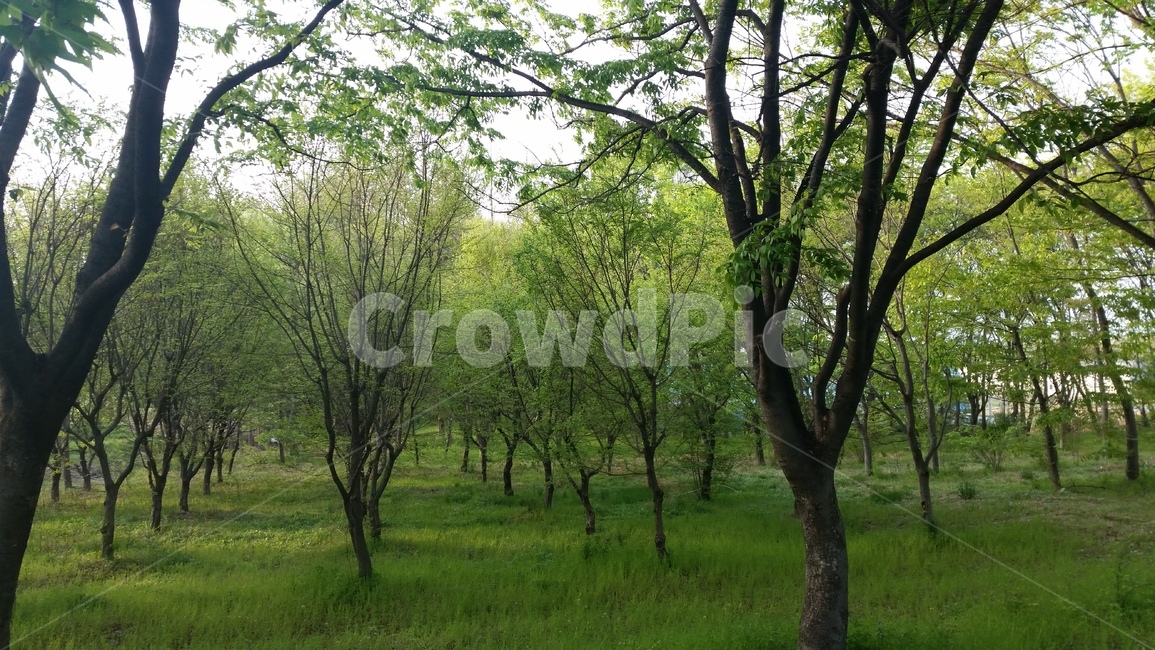 tree,나무,plant,식물,treetrunk,나무줄기,숲,자연,풀,여름,푸름,자연,풍경,nature,landscape,tree trunk,나무 줄기