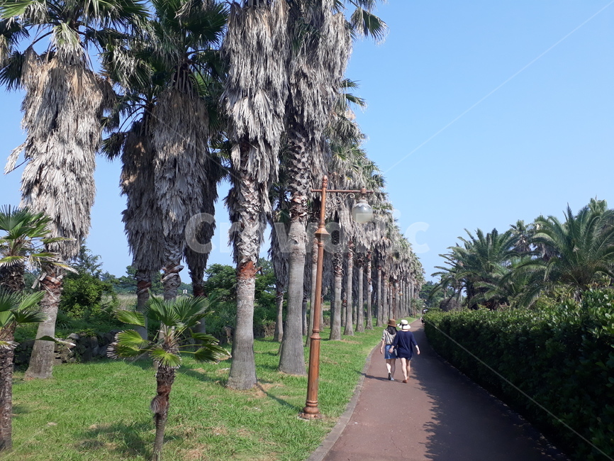 제주도,야자수,여름,청량,나무,푸른,날씨좋은,열대야,여행,뒷모습,jeju,jejudo,tree,coconuttree,travel,trip,green,blue,people,사람,큰나무,길,걷기,walking