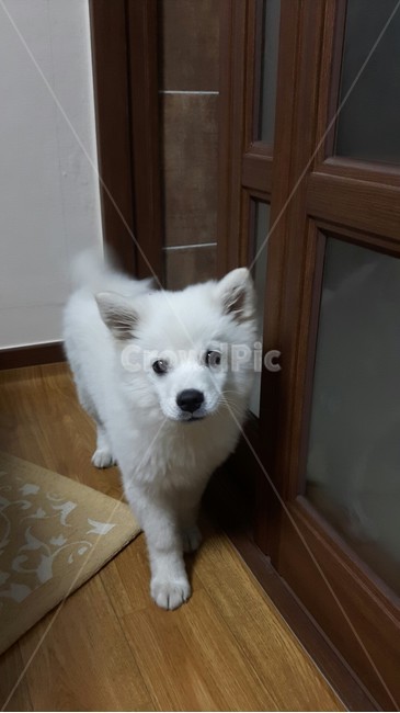 개,강아지,스피츠,제페니즈스피츠,소형견,동물,animal,포유류,mammal,개,강아지,dog,doggy