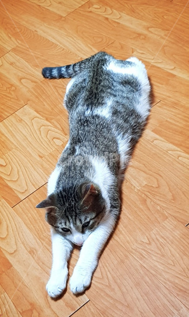 고양이,애완동물,애완묘,반려동물,요가,cat,picture