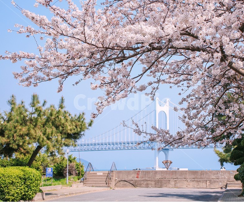 봄,벚꽃,벚꽃나무,광안대교,blossom,flower,풍경,봄,계절,spring,season,식물,자연,plants,nature,꽃,flower,plant