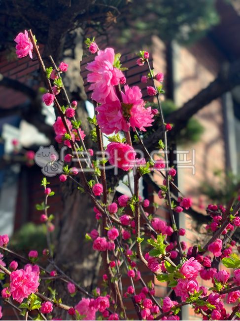 nature,tree,flower,red flower,spring,spring flowers,bud,Red,petal,flower bud,plants