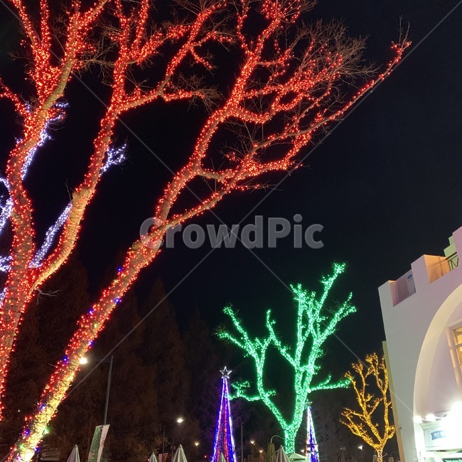 lighting,조명,나무,식물,크리스마스,꾸미기,연말,알록달록,나무꾸미기,tree