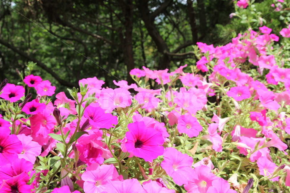 여름,가을,들꽃,꽃,플라워,wildflower,flower,summer,fall