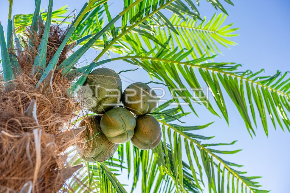 야자수,야자수나무,초록나무,자연,하늘,과일,나무,tree