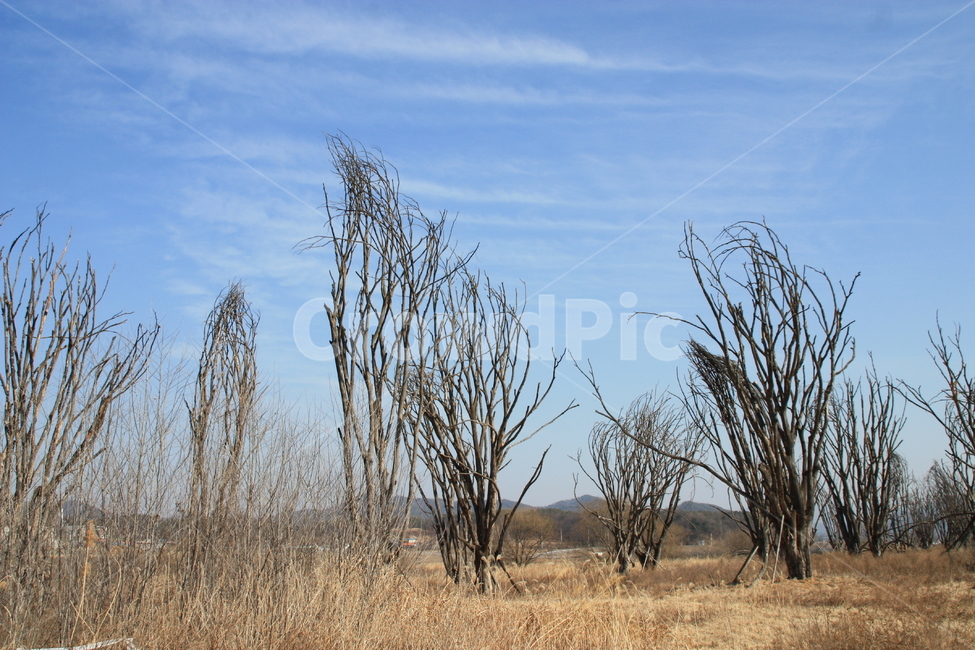강천섬,나무,고사목,하늘,겨울,겨울,계절,winter,season,식물,자연,plants,nature,나무,trees,wood