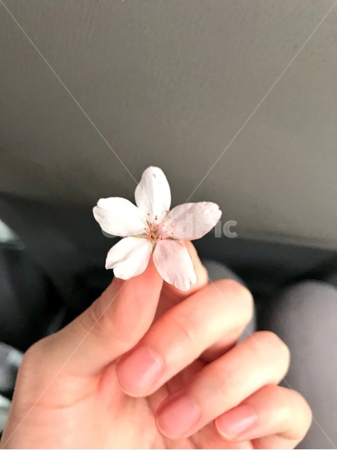 벚꽃,손,봄,벚꽃잎,꽃,분홍,분홍꽃,cherryblossom,flower,hand,spring,petal