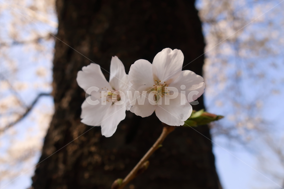 봄,벚꽃,분홍꽃,개화,봄맞이,봄,계절,spring,season,plant,식물,flower,꽃,geranium,제라늄,blossom